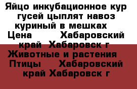 Яйцо инкубационное кур,гусей,цыплят,навоз куриный в мешках. › Цена ­ 60 - Хабаровский край, Хабаровск г. Животные и растения » Птицы   . Хабаровский край,Хабаровск г.
